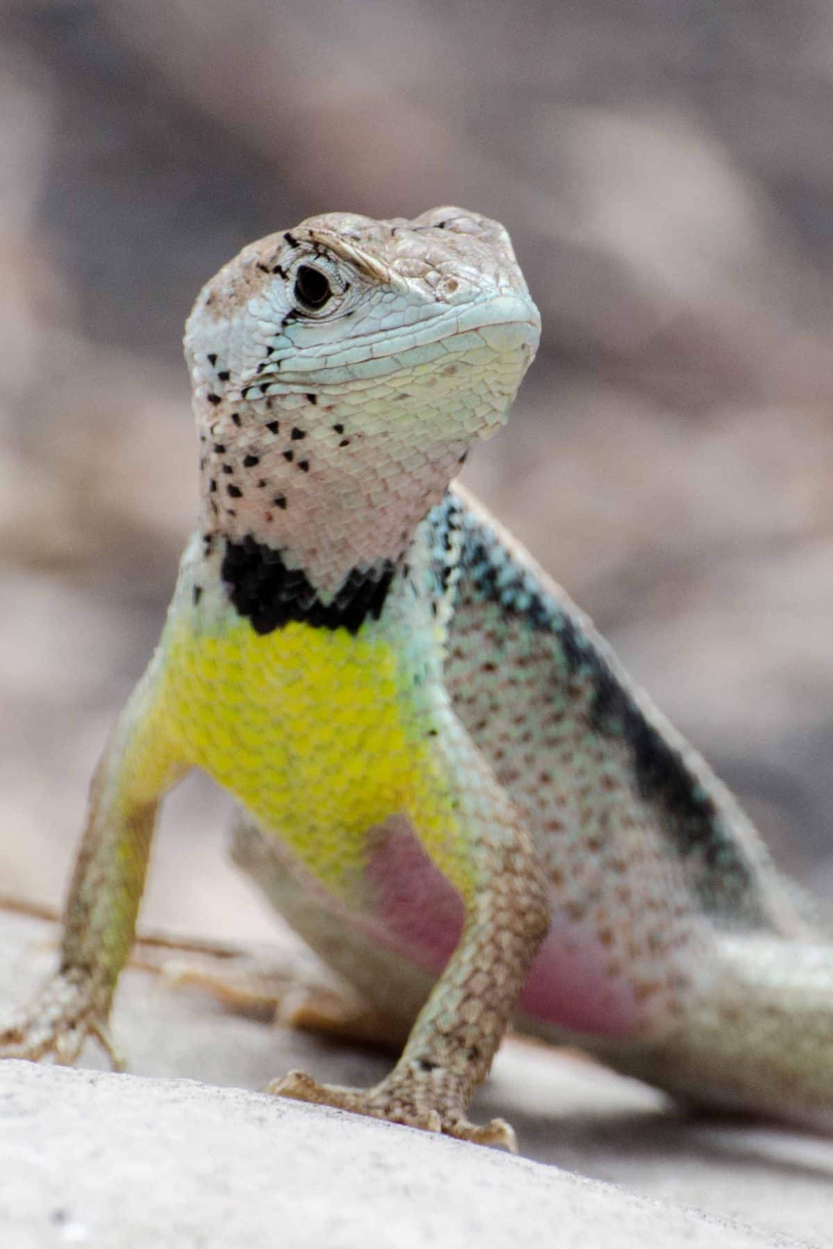 A Colorful Lizard, Bosque, Cerro Blanco, Guayaquil, Ecuador | © Angie Drake / Ecuador Por Mis Ojos