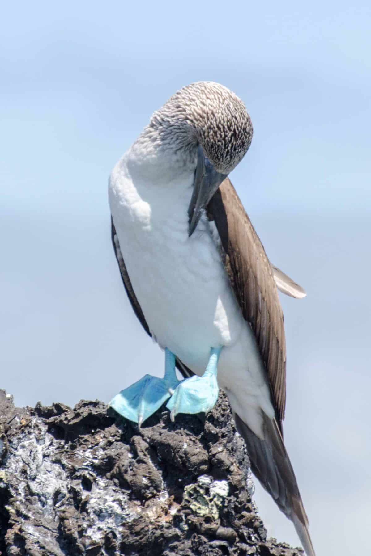 Blue-footed Booby, Isabela Island, The Galapagos, Ecuador | ©Angela Drake / Not Your Average American