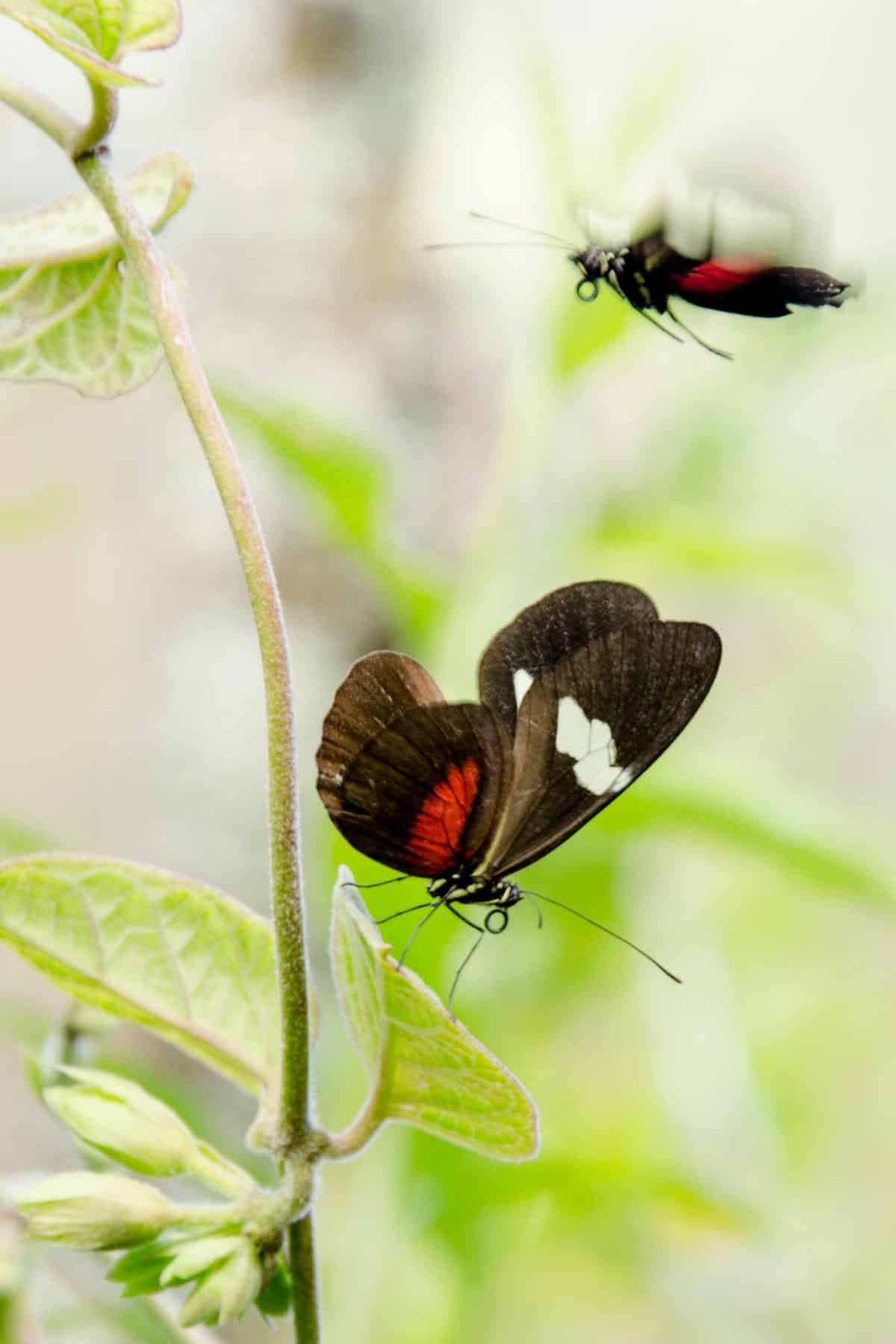 A Butterfly, Loja Province, Ecuador