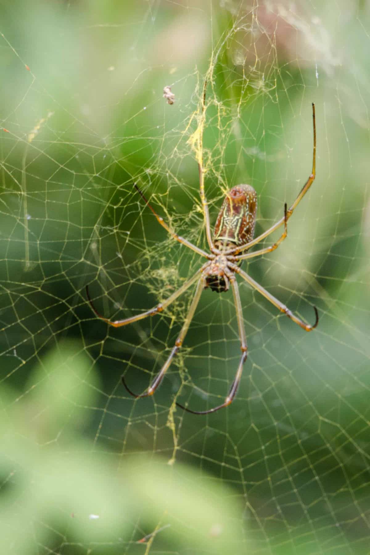 A Spider, Loja Province, Ecuador