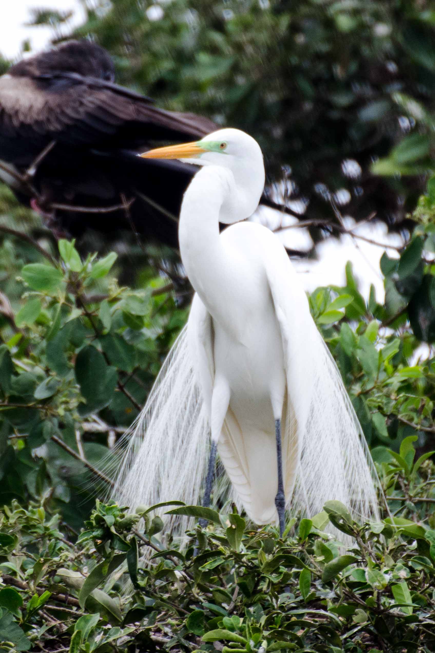 Great Egret, Isla de Corazon, Ecuador | ©Angela Drake / Not Your Average American