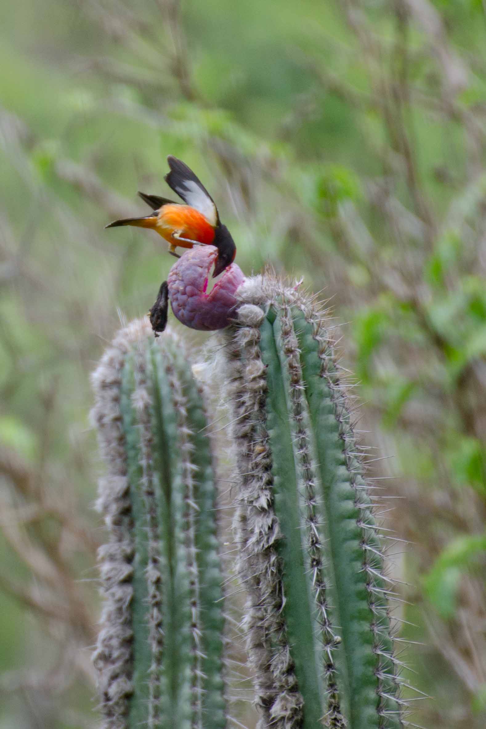 Crimson-breasted Finch, Chirije, Ecuador | ©Angela Drake / Not Your Average American