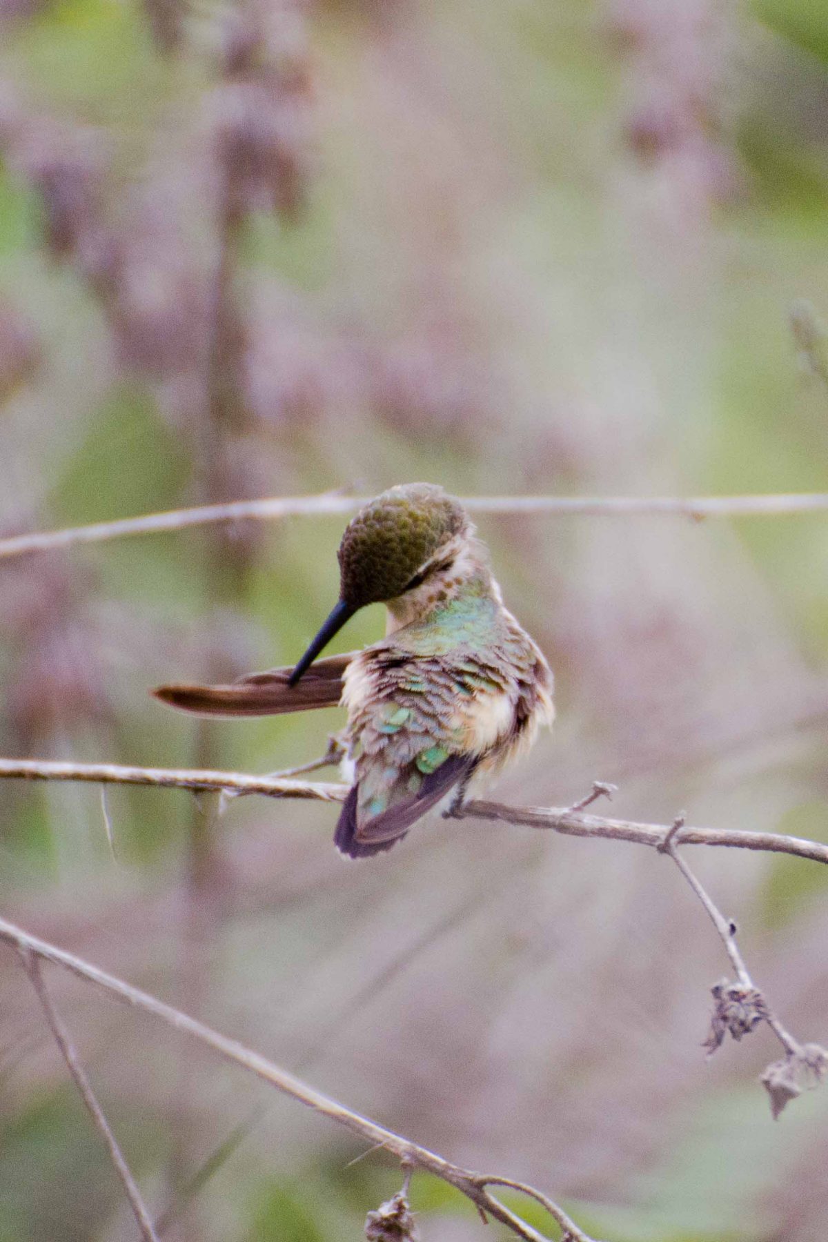 Little Woodstar Hummingbird, Chirije, Ecuador | ©Angela Drake / Not Your Average American