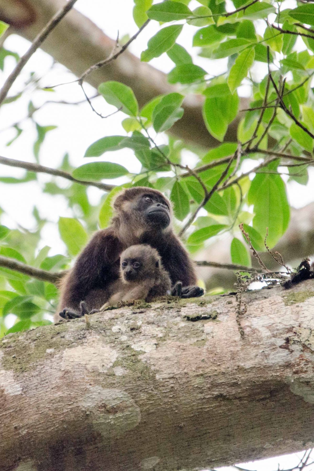Howler Monkeys, Pacoche Reserve, Ecuador | ©Angela Drake / Not Your Average American