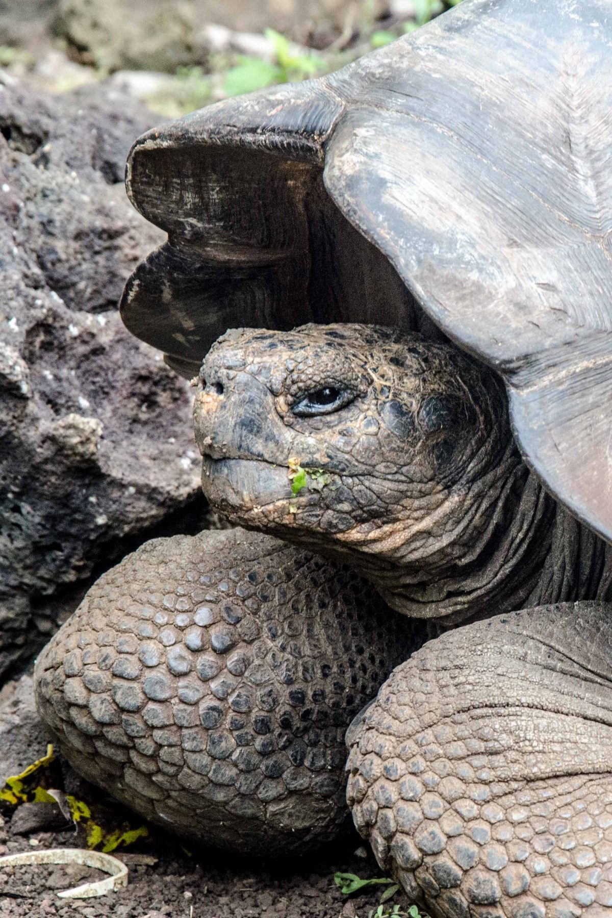 Galapagos Tortoise, San Cristobal Island, the Galapagos, Ecuador | ©Angie Drake