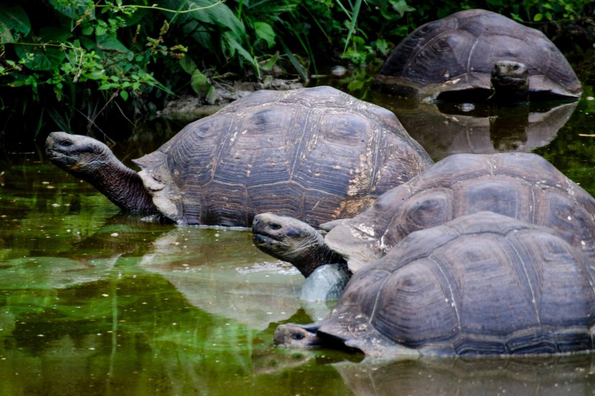 Tortoises in the Wild, Santa Cruz Island, Galapagos | © Angela Drake
