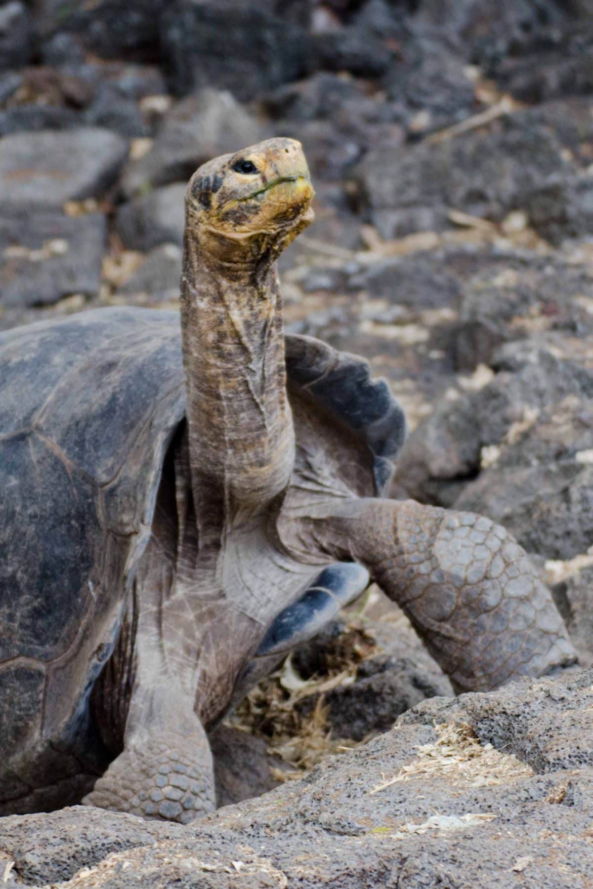 Tortoises at the Charles Darwin Center, Santa Cruz Island, Galapagos | © Angela Drake