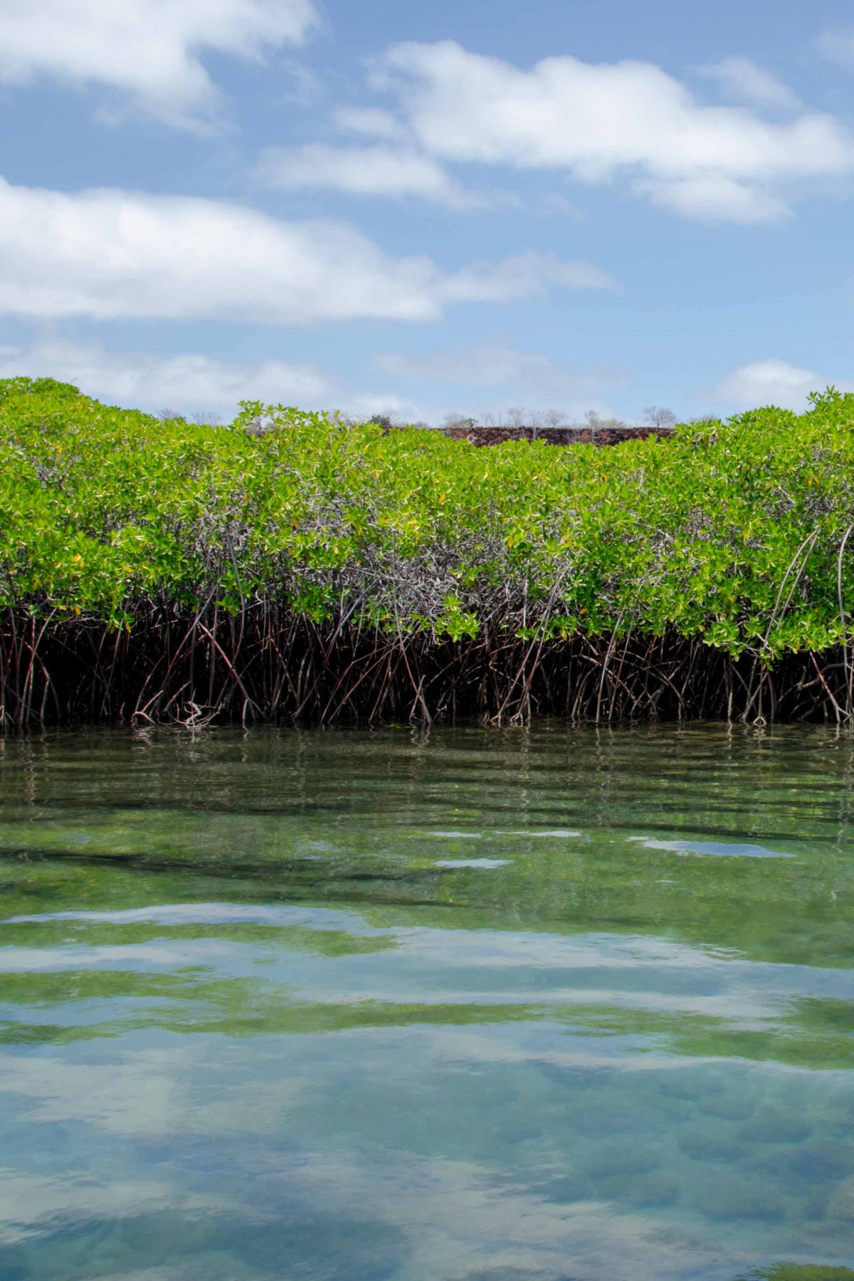 Mangroves along the Itabaca Canal, Santa Cruz Island, Galapagos | © Angela Drake