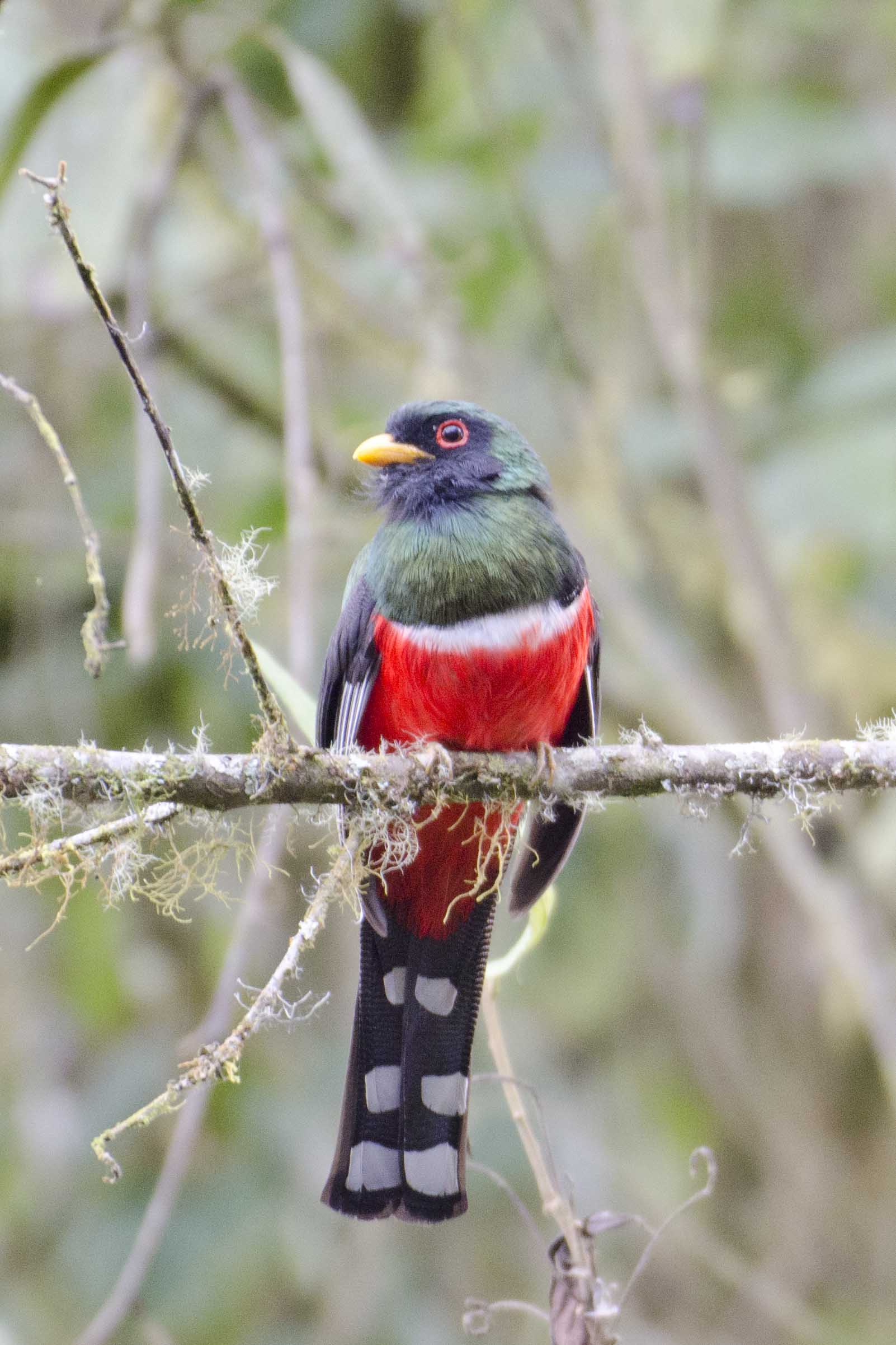 Masked Trogon | ©Angela Drake