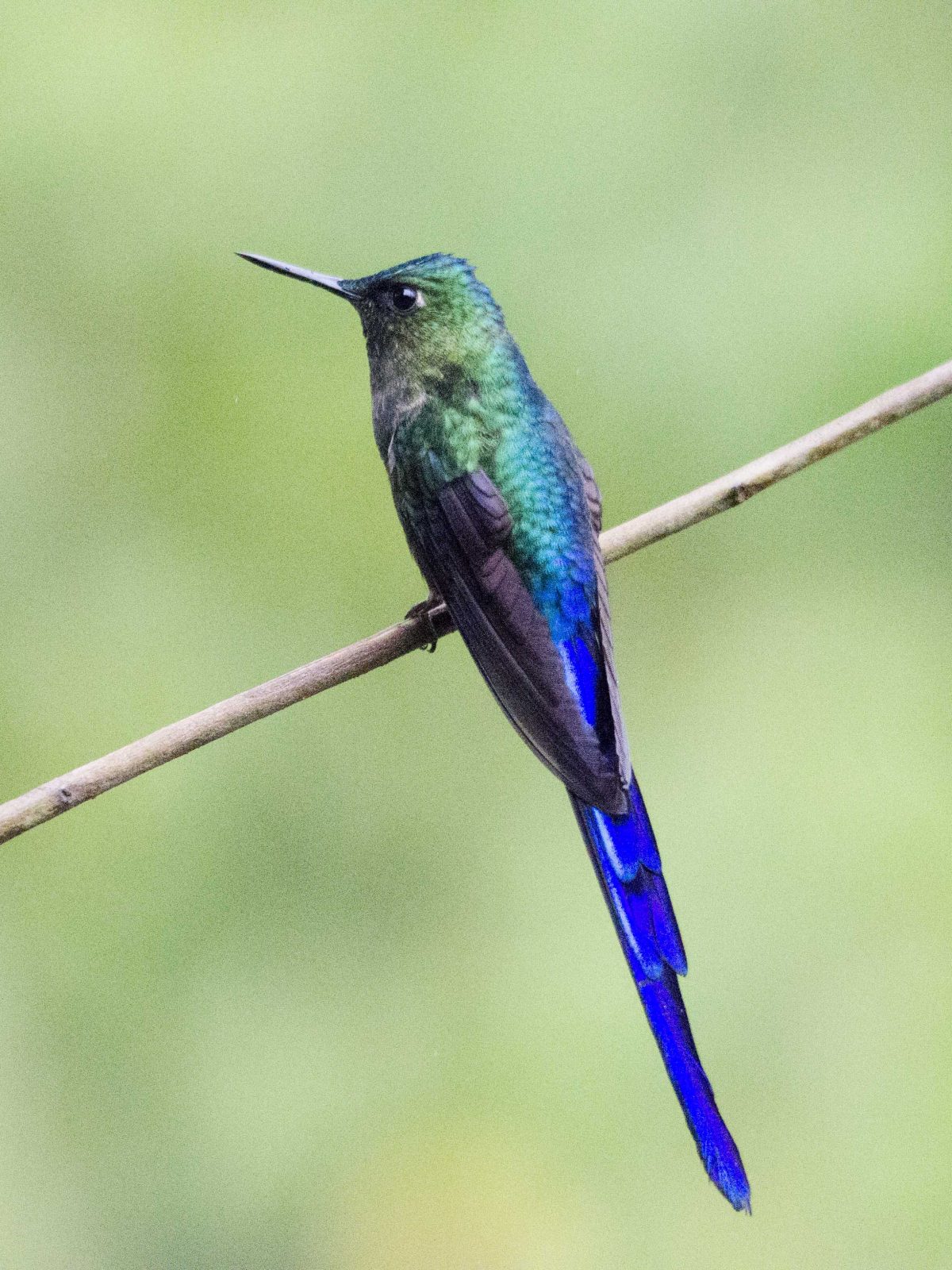 Violet-tailed Sylph hummingbird | ©Angela Drake
