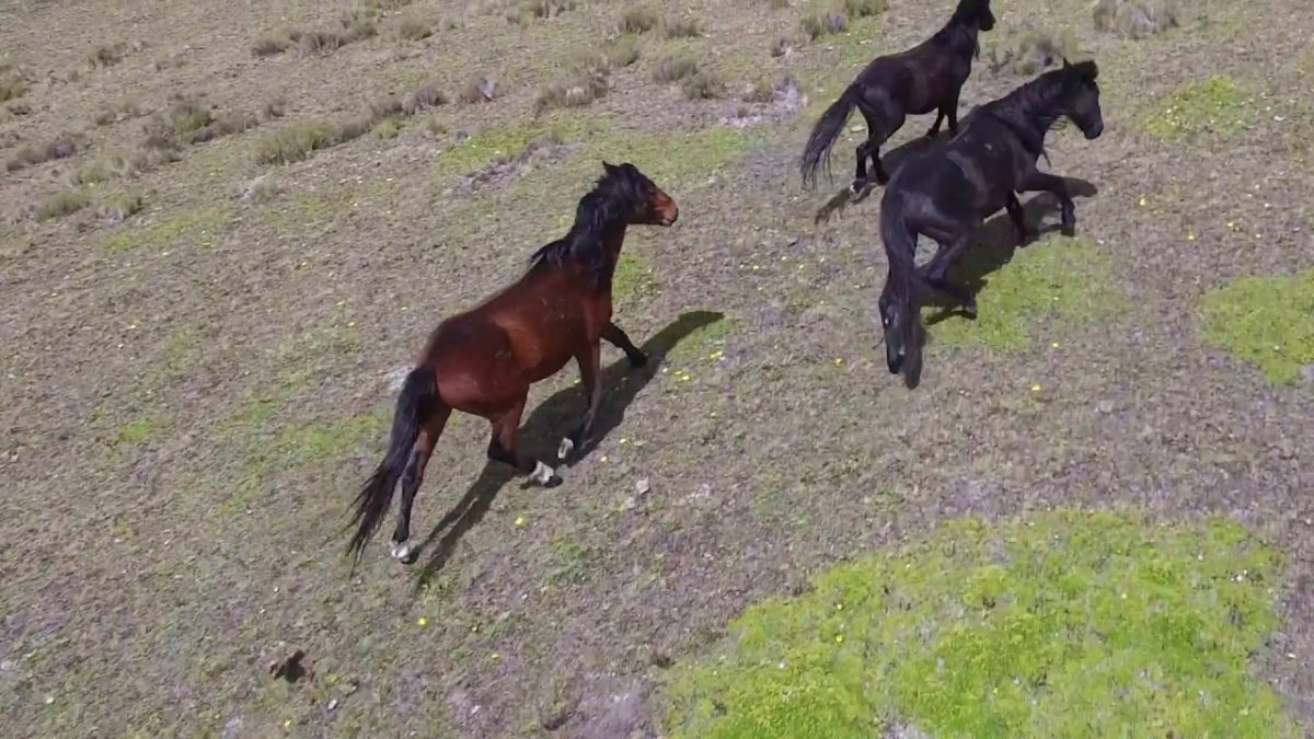 The Wild Horses of Cotopaxi