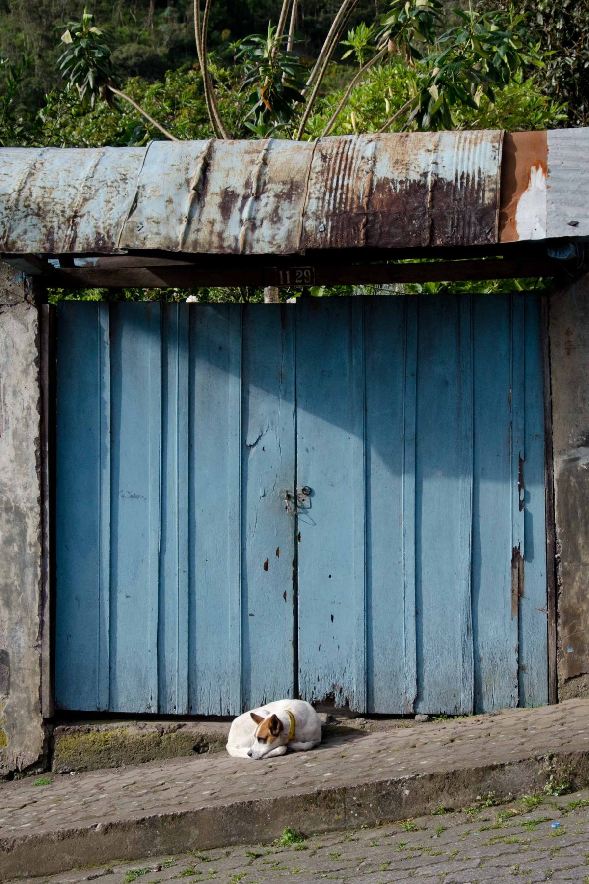 A dog, Tungurahua Province, Ecuador Por Mis Ojos