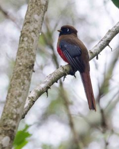 Masked Trogon, Guango Lodge