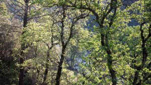 California Oak - Buttermilk Bend