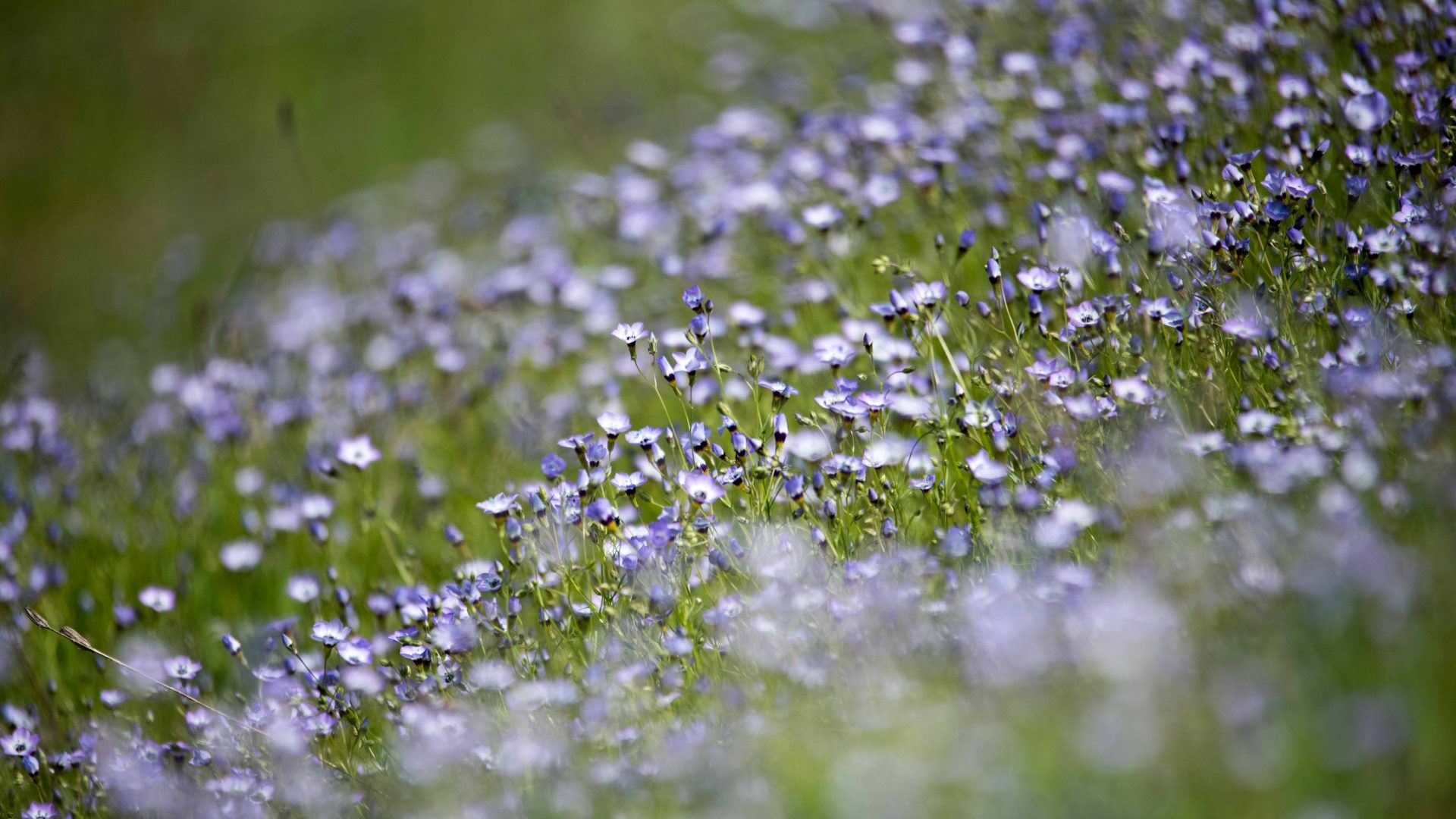 Butterflies and Blooms at Buttermilk Bend | Not Your Average American