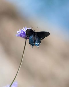 Pipe Vine Swallowtail - Buttermilk Bend