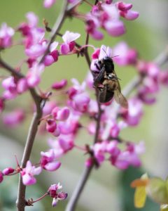 Bees - Buttermilk Bend