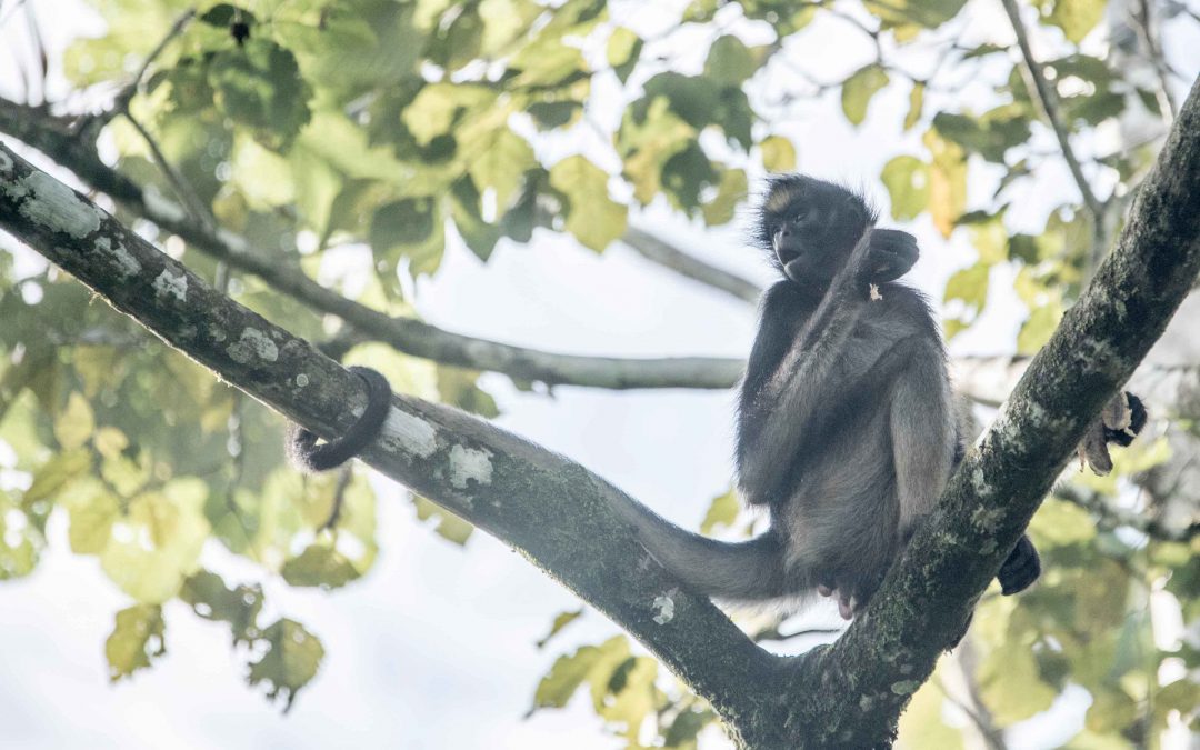 Laguna Paikawe: Wildlife Near Tena