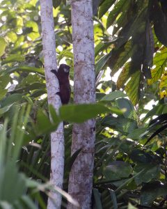 Laguna Paikawe, Misahualli, Ecuador