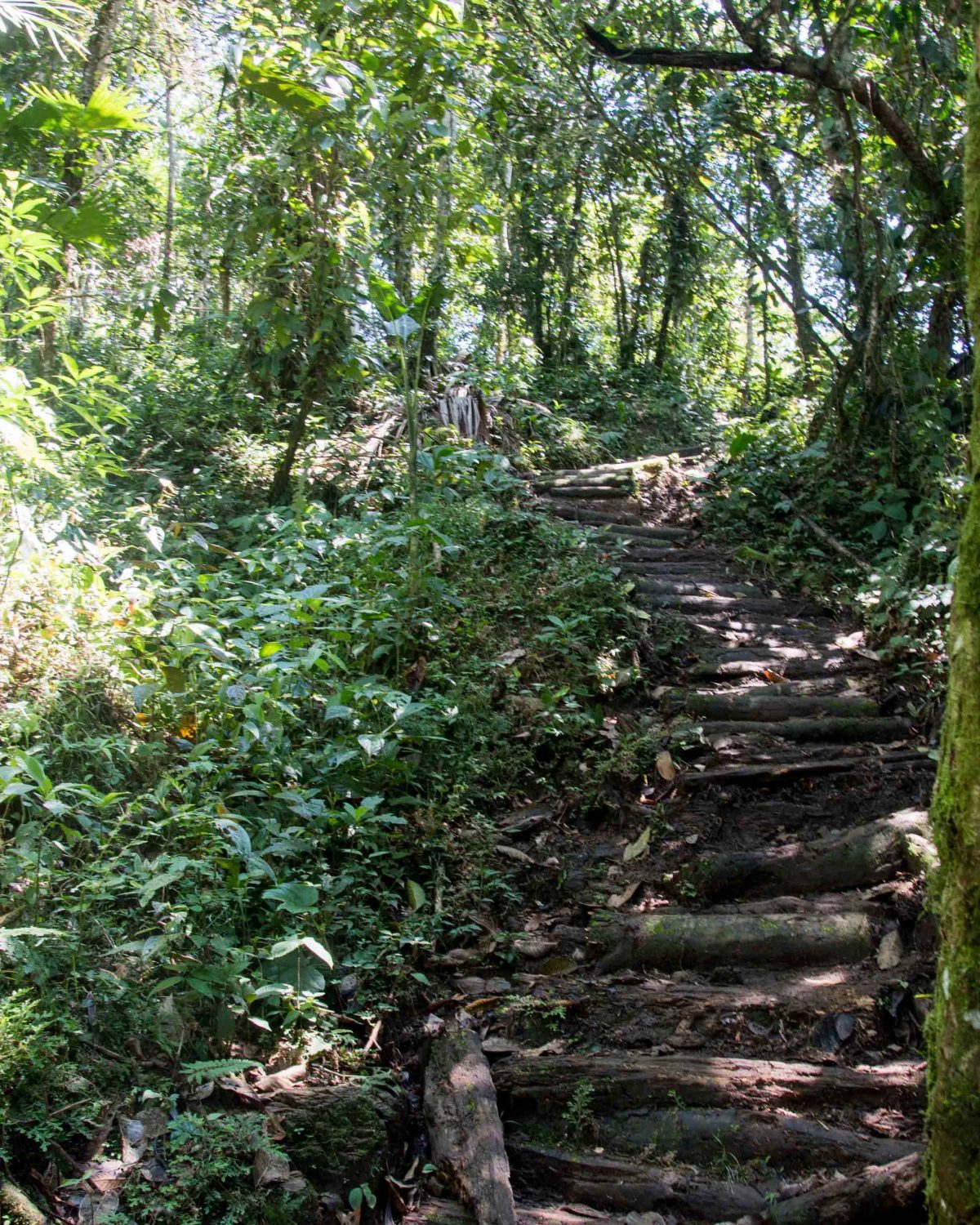 El sendero a través del bosque secundario, Cascadas Yanayacu, Provincia de Napo, Ecuador