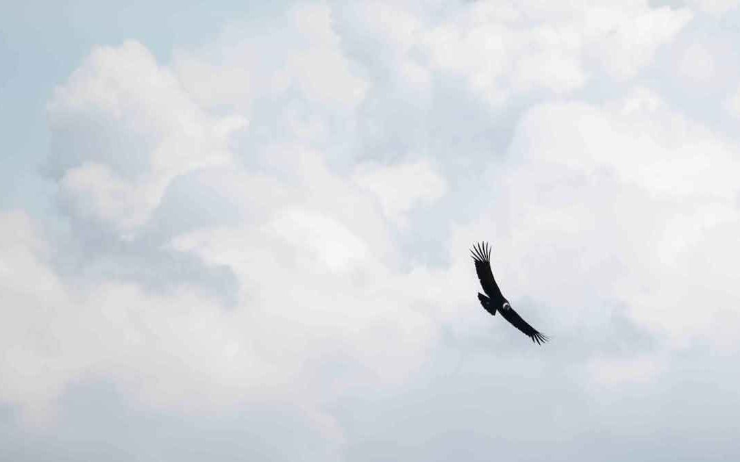 The Andean Condor in Ecuador