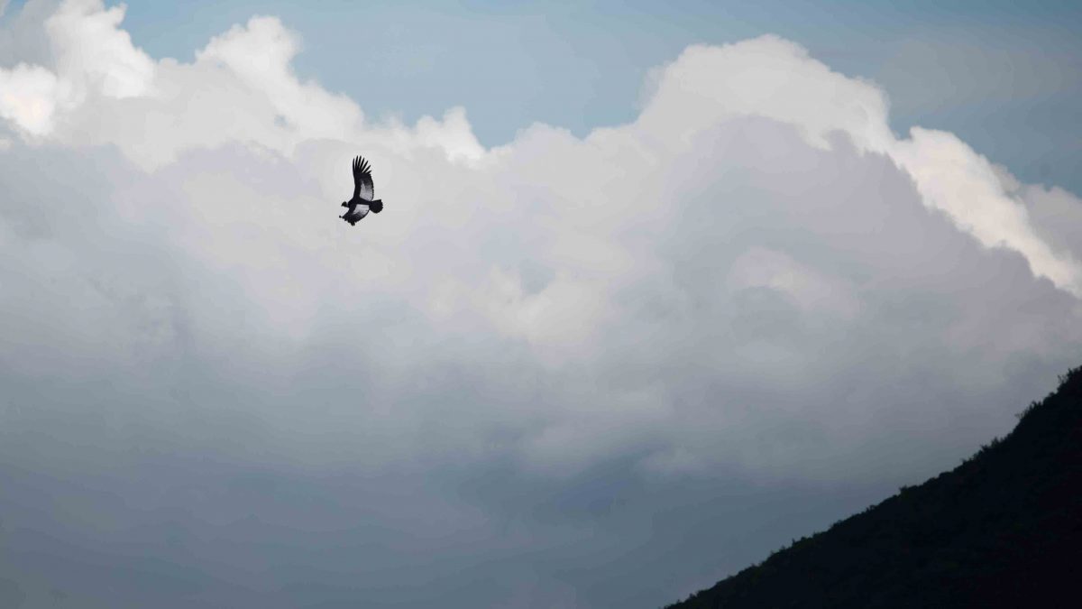 An Andean Condor riding thermals near the Reserva Antisanilla, Secas, Ecuador.