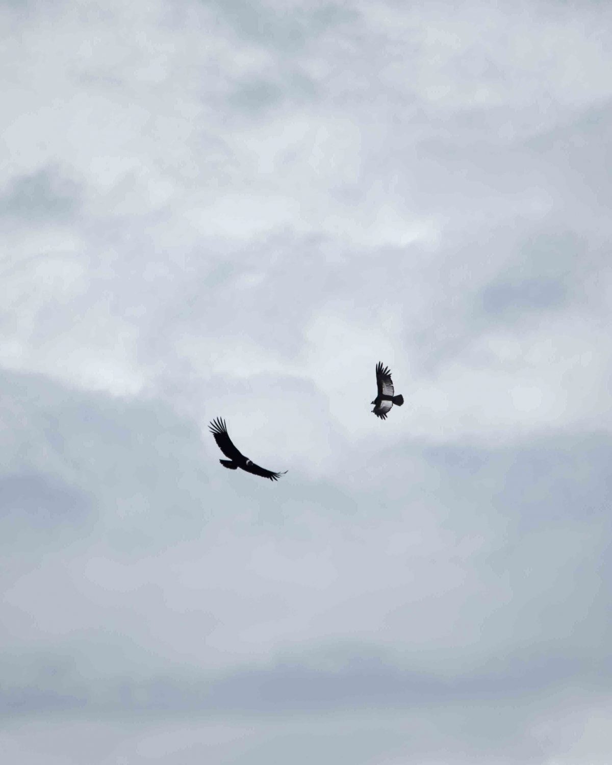 Andean Condors in Flight; Reserva Antisanilla, Secas, Ecuador