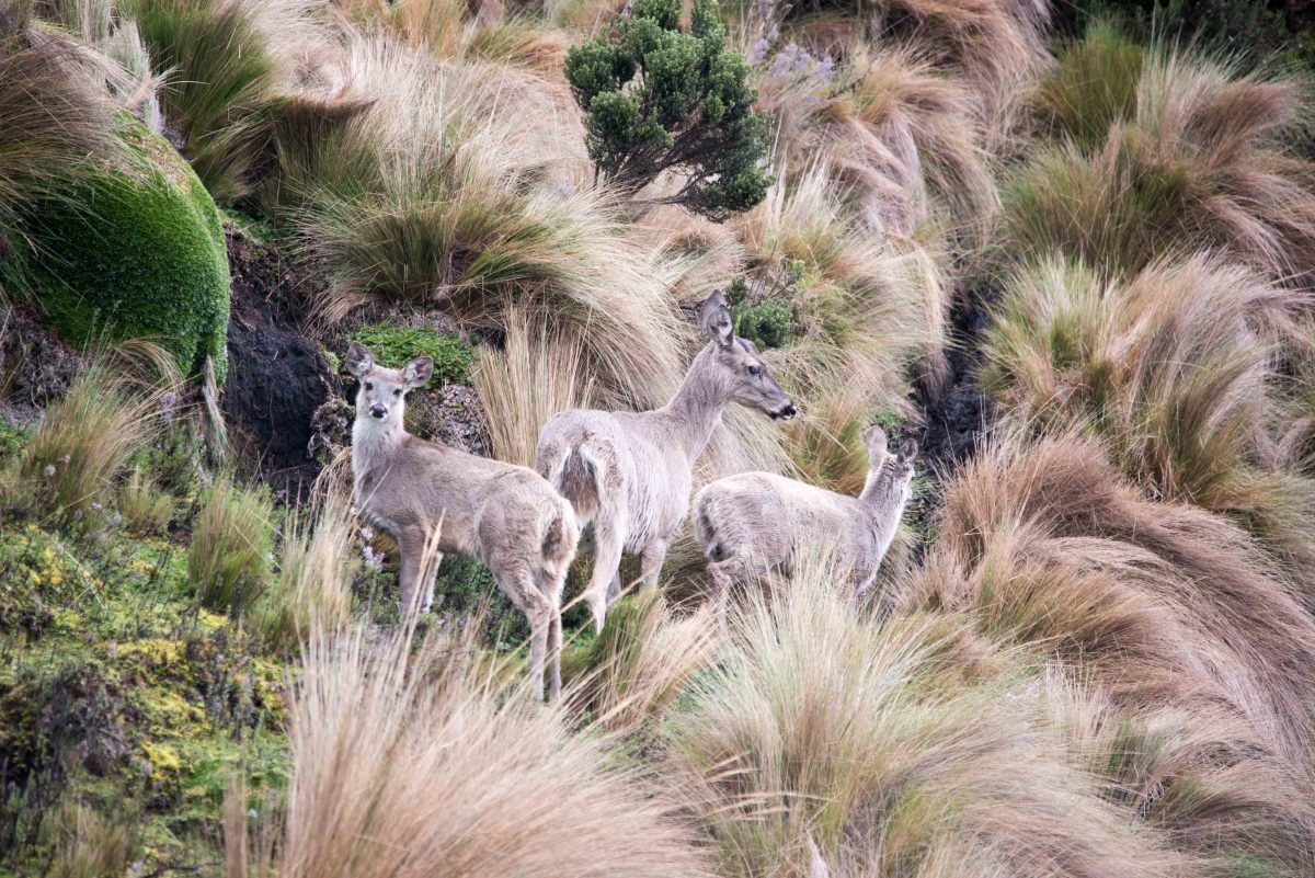 White-tailed Deer, Micacocha, Ecuador | ©Angie Drake / Not Your Average American