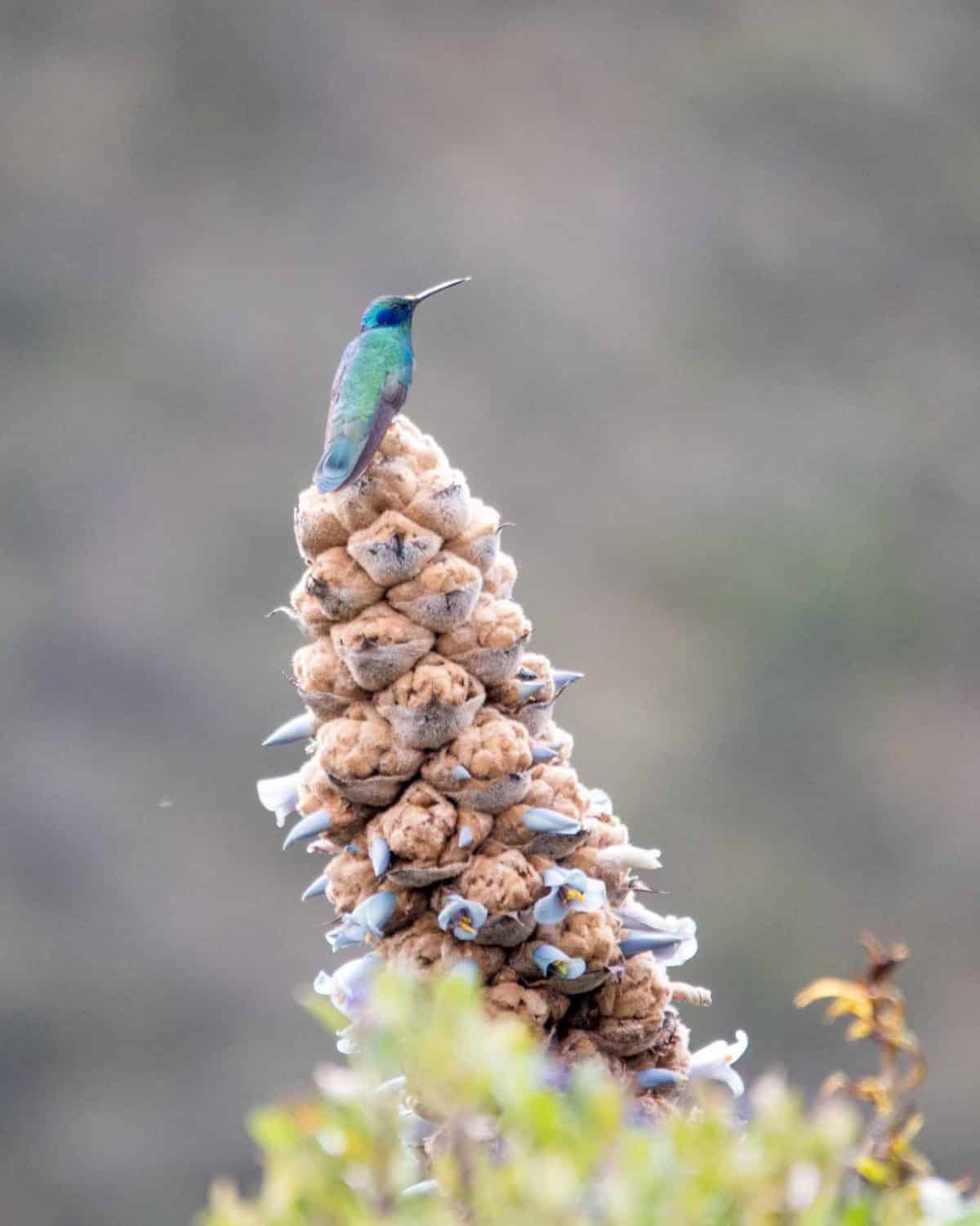 Sparkling Violetear Hummingbird, Reserva Antisanilla, Secas, Ecuador | ©Angela Drake