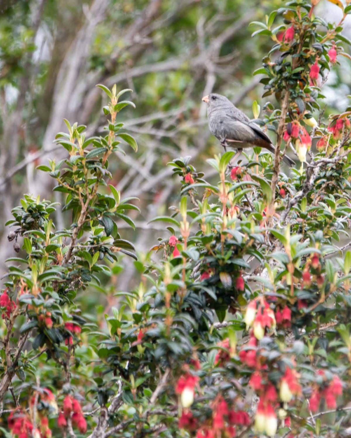 Band-tailed Seedeater, Reserva Antisanilla, Secas, Ecuador | ©Angela Drake