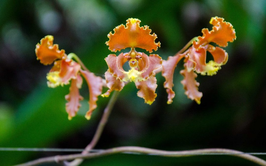 El Pahuma: A Wild Orchid Reserve Near Quito