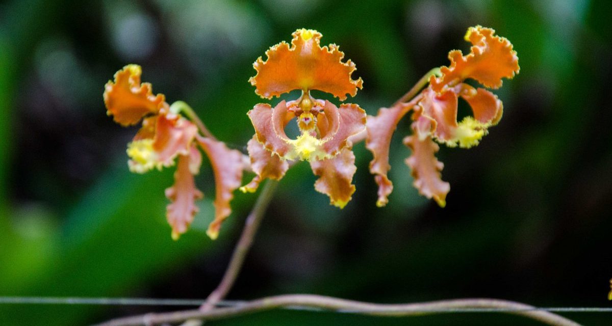 El Pahuma: A Wild Orchid Reserve Near Quito