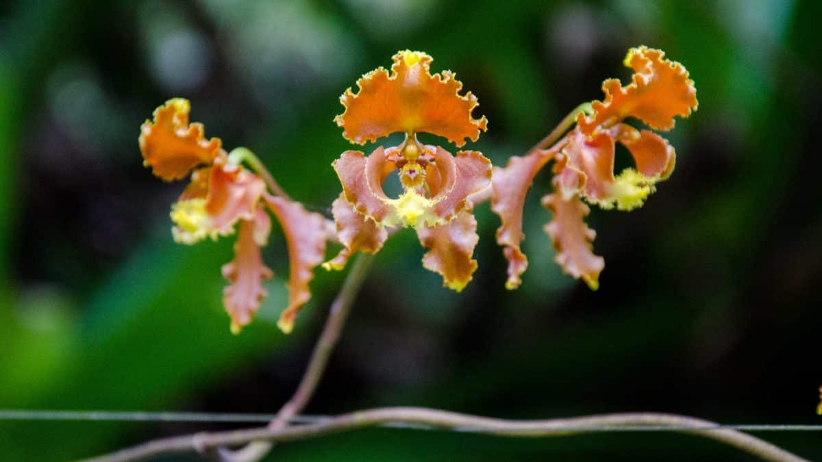 Large Orchids Near the Entrance of El Pahuma Orchid Reserve near Quito, Ecuador | @ Angela Drake