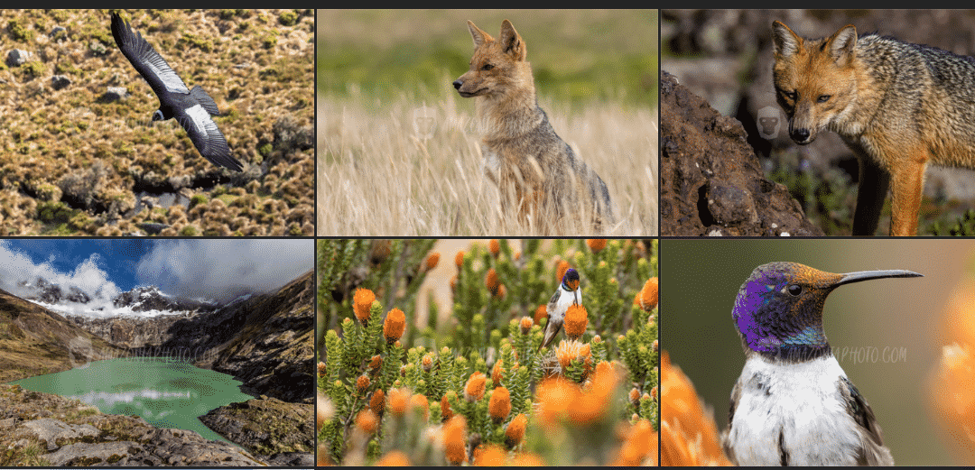 South American Wildlife Photographer: Humberto Castillo J.