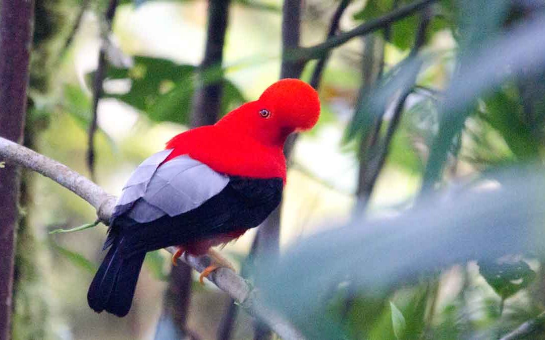 The Strange and Spectacular Andean Cock-of-the-Rock