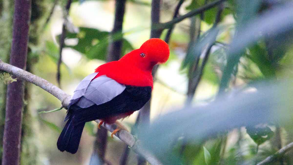 An Andean Cock-of-the-Rock with a brilliant scarlet head and shoulders, black body and tail, and white rump perches in a dimly lit forest