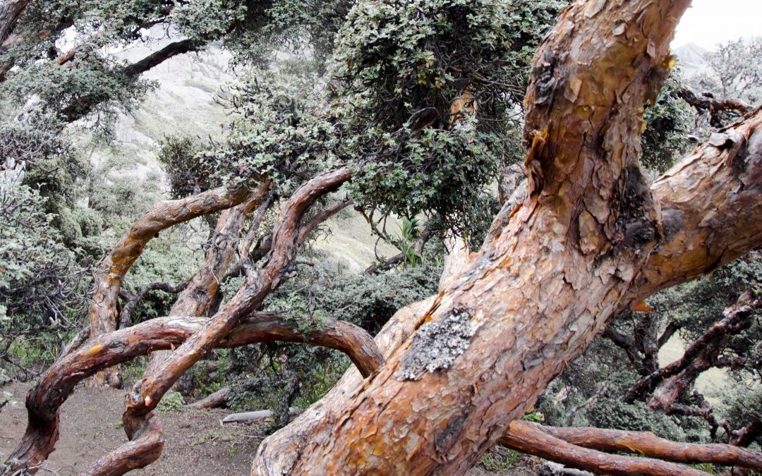 The Ancient Polylepis Forests of Ecuador