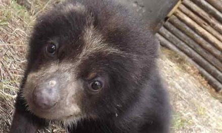 The Raising of Pinocchio the Andean Bear