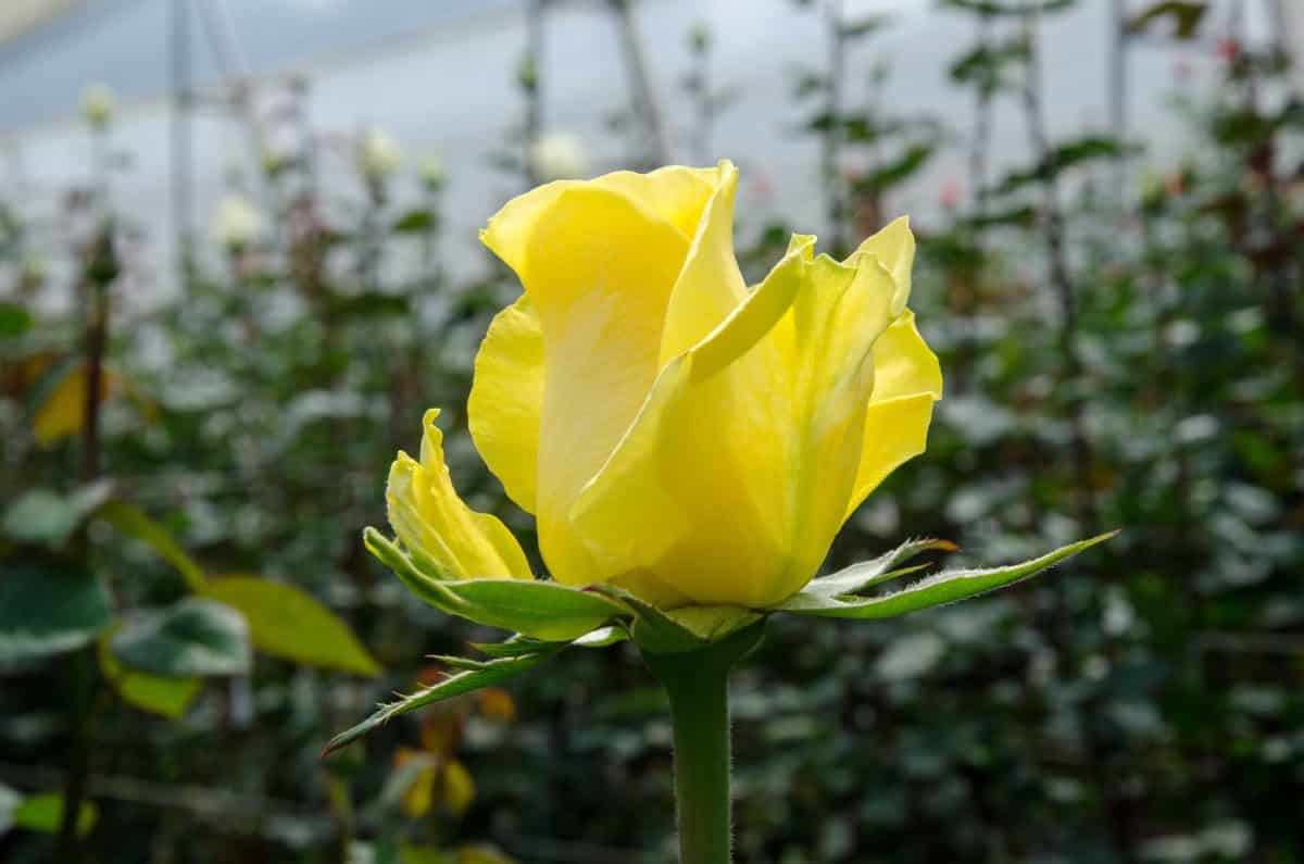 A Yellow Rose, Pichincha Province, Ecuador | ©Angela Drake / Not Your Average American