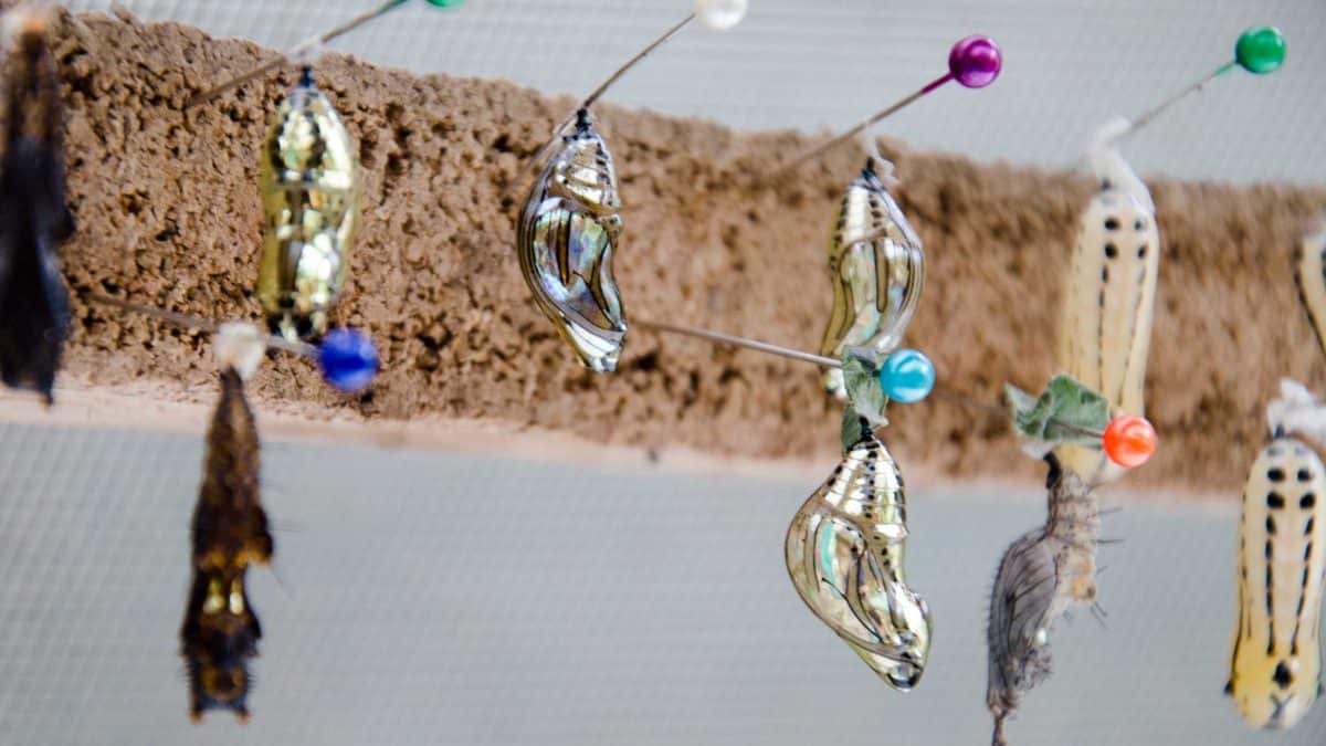 Jewel-like butterfly cocoons at the Mariposario (butterfly farm), Mindo, Ecuador | © Angela Drake