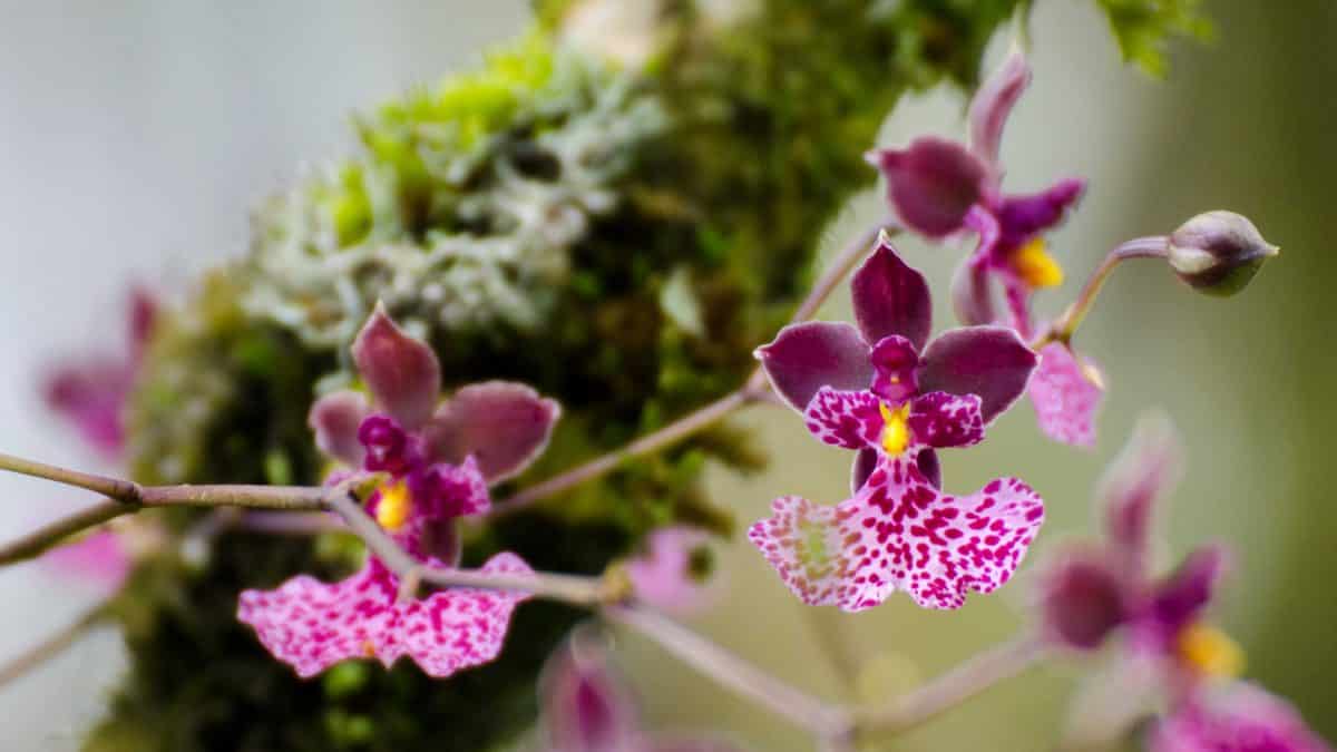 Orchids from the gardens at Panticucho, Baños de Agua Santa, Ecuador, August 2014 | ©Angela Drake