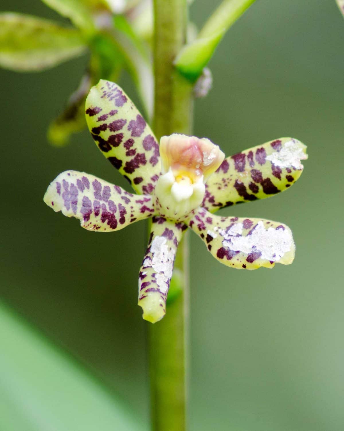 Orquídeas del Orchidarium San Cristóbal en la Provincia de Napo, Ecuador, febrero de 2016 | ©Ángela Drake