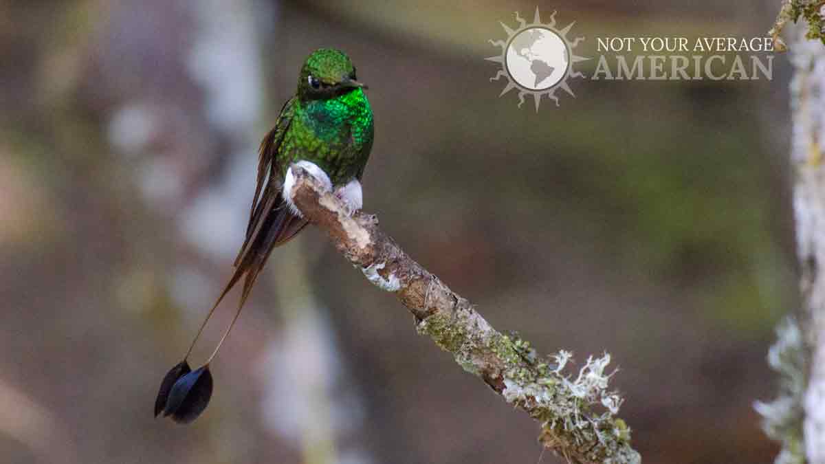 Un colibrí Booted-Rackettail; Vertiente Oeste de los Andes, Ecuador | © Ángela Drake