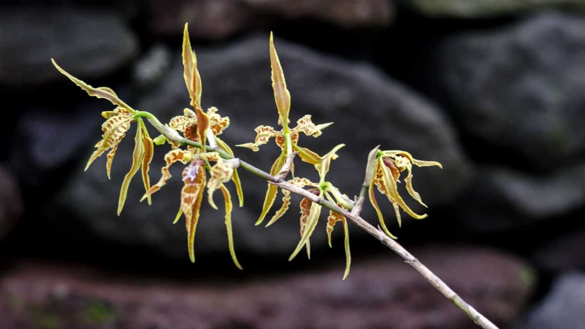 Orquídeas de la Reserva Yanacocha, diciembre de 2015 | ©Ángela Drake