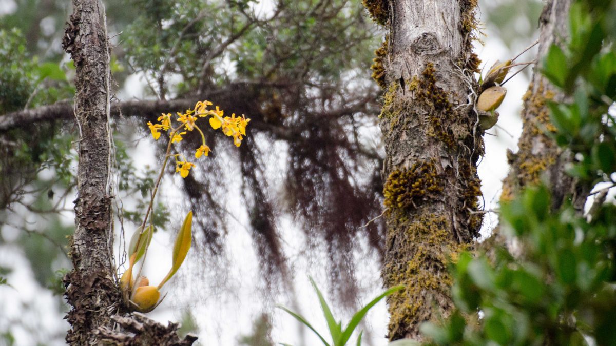 Orquídeas en un árbol, Reserva Yanacocha, noviembre 2014 | ©Ángela Drake