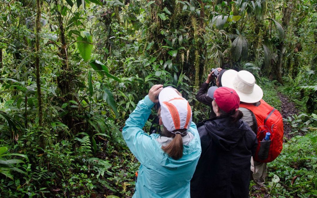 Useful Bird Guides For Your Trip To Ecuador