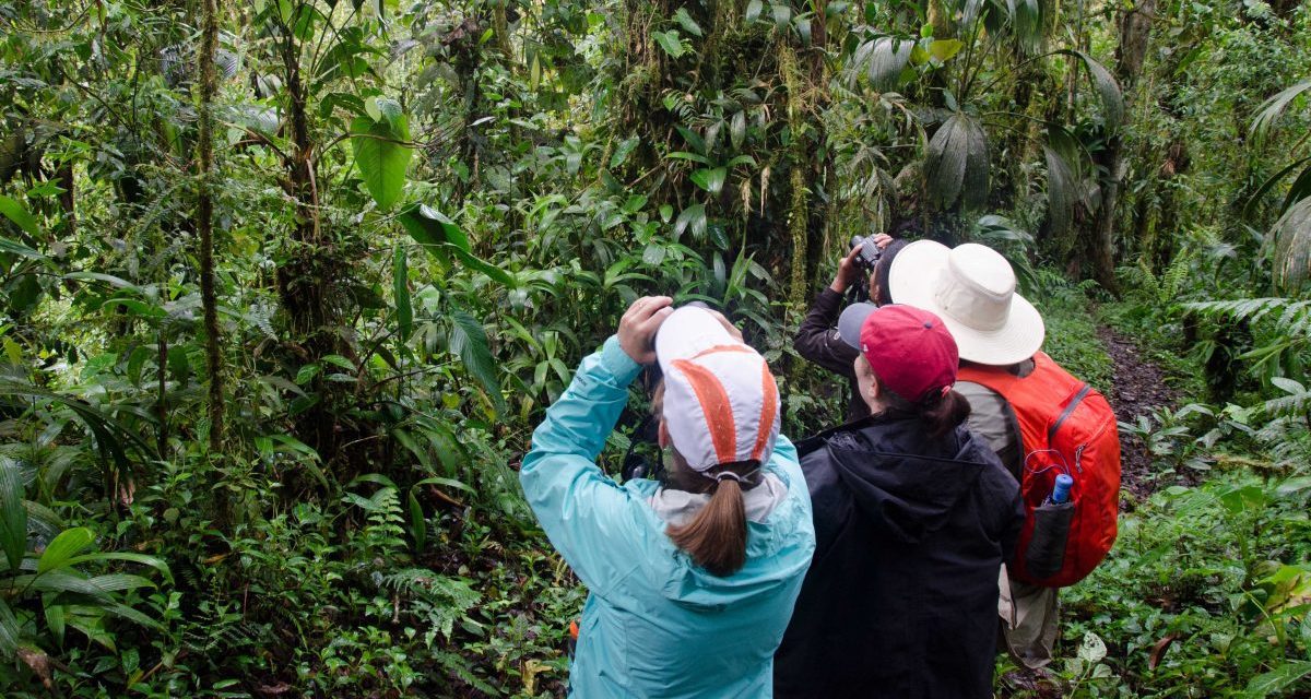 Useful Bird Guides For Your Trip To Ecuador