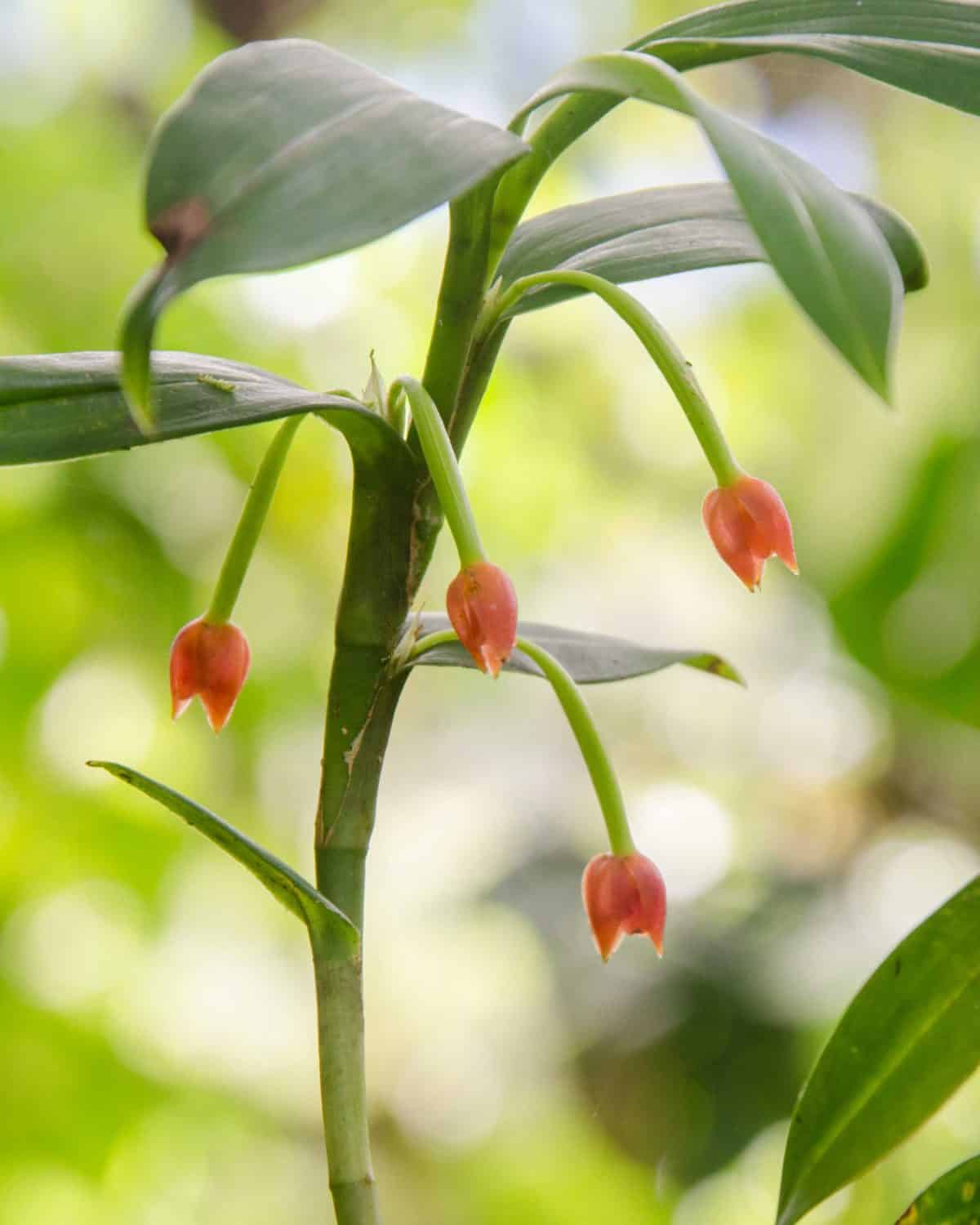 Orquídeas de Cabañas San Isidro, mayo 2015 | ©Ángela Drake