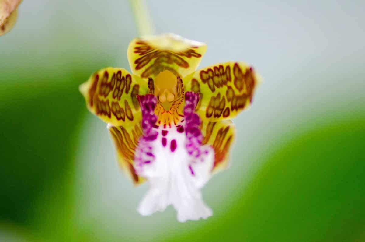 Orquídeas de San Jorge de Tandapaya, julio de 2016 | ©Ángela Drake