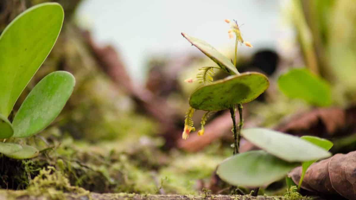 Orchids from San Jorge de Tandapaya, July 2016 | ©Angela Drake